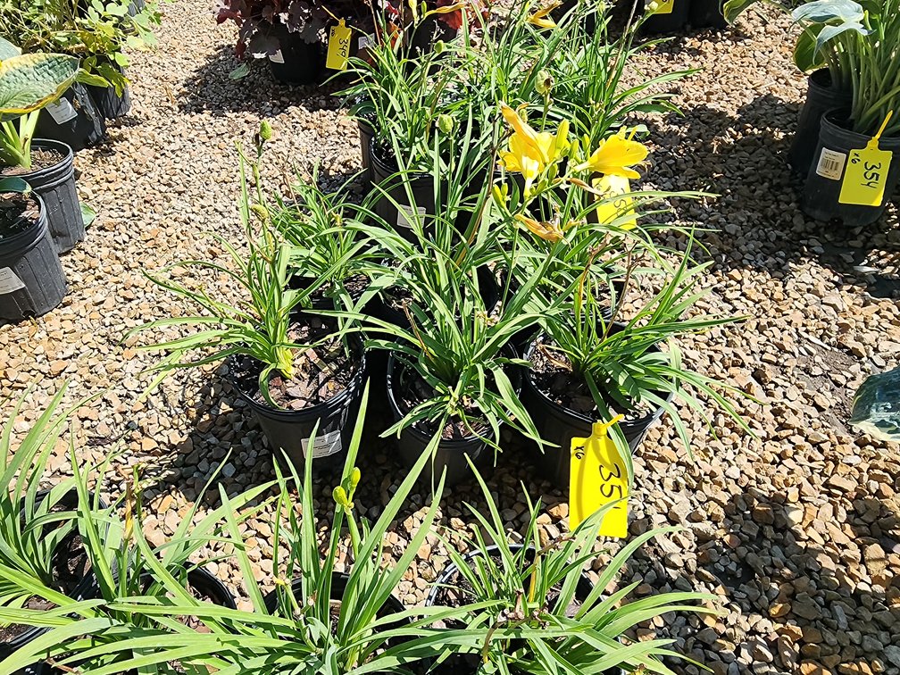 Happy Returns Daylily #1