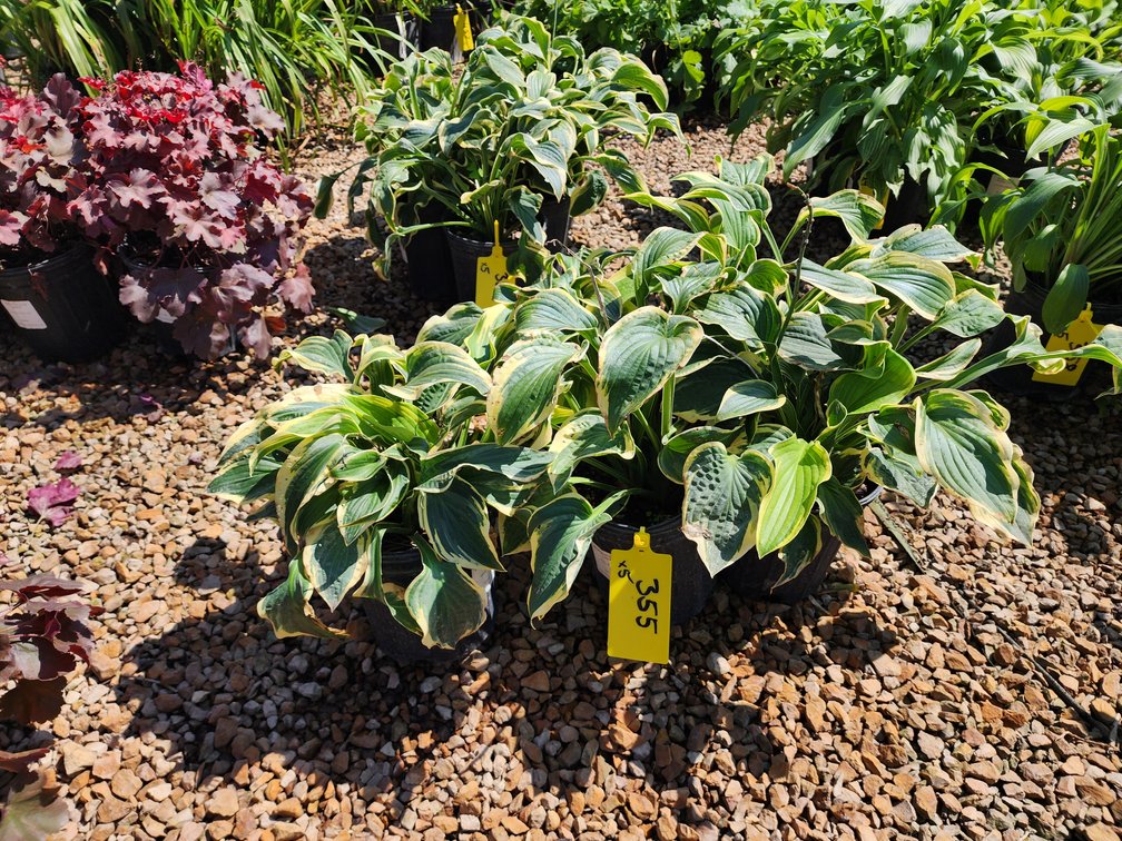 Wide Brim Hosta #1