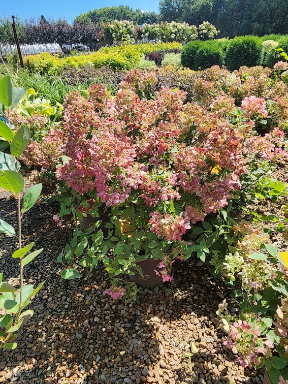 Diamond Rouge Hydrangea FE#3
