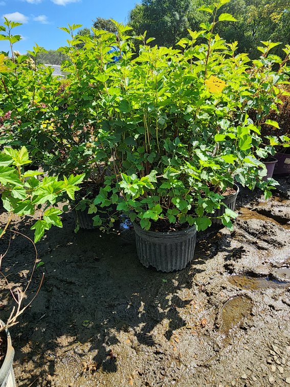 Common Ninebark #5