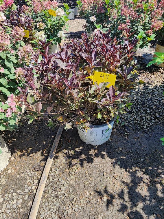 Wine & Roses Weigela PW#3