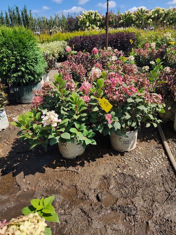 Little Quick Fire Hydrangea PW#3
