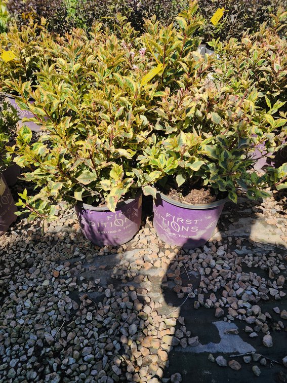 Rainbow Weigela FE#3