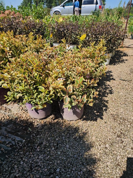 Rainbow Sensation Weigela FE#3