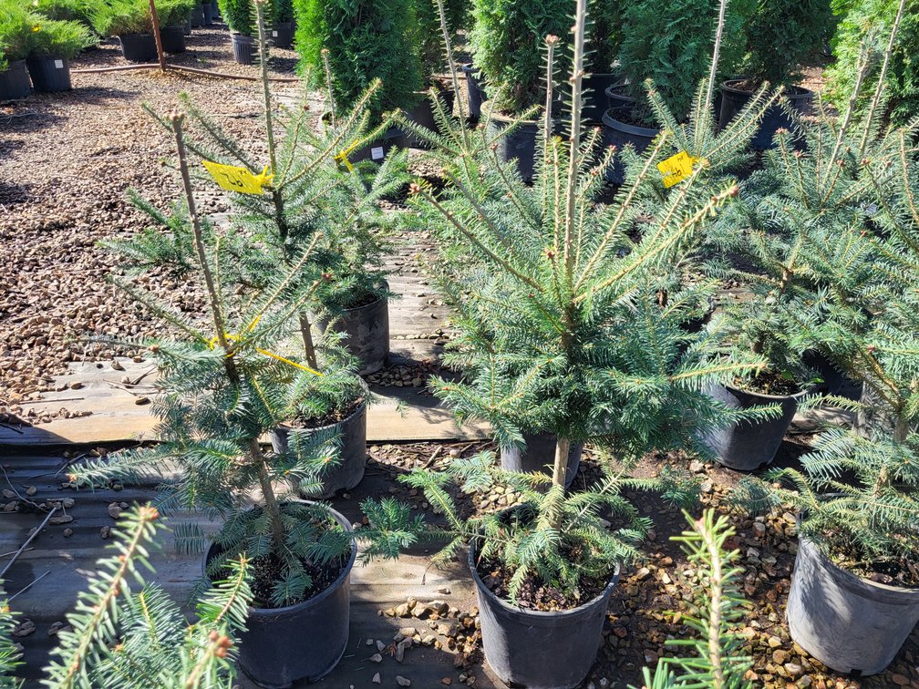 Balsam Fir #2