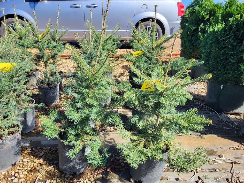 Balsam Fir #2