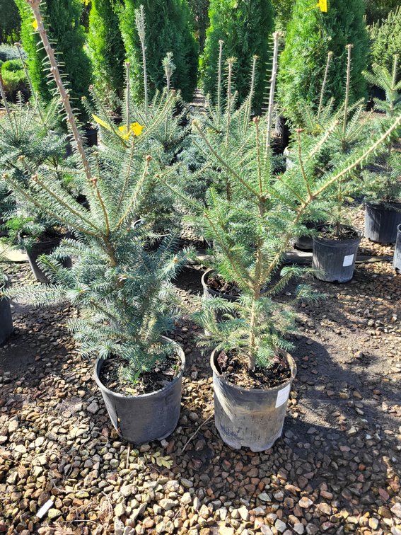 Balsam Fir #2