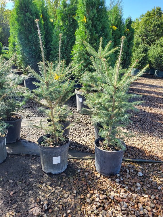 Balsam Fir #2