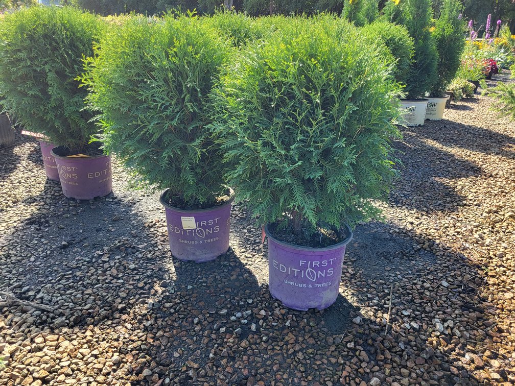 Planet Earth Arborvitae FE#3
