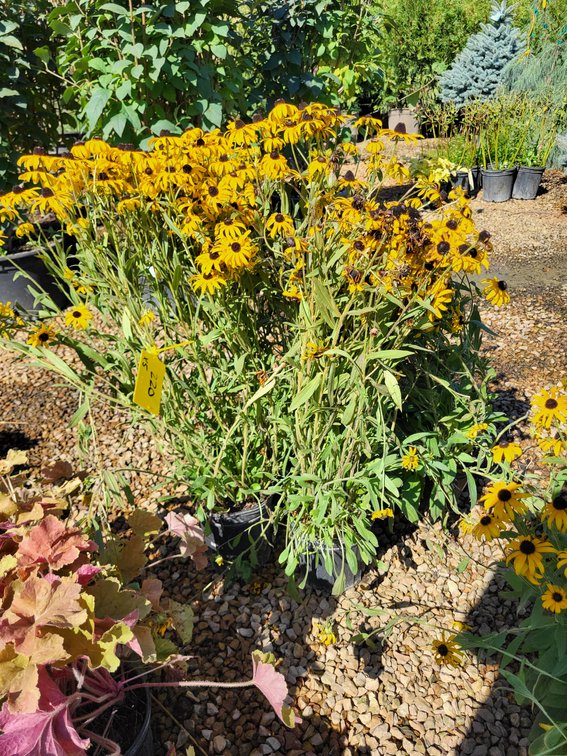 American Gold Rush Black Eyed Susan #1