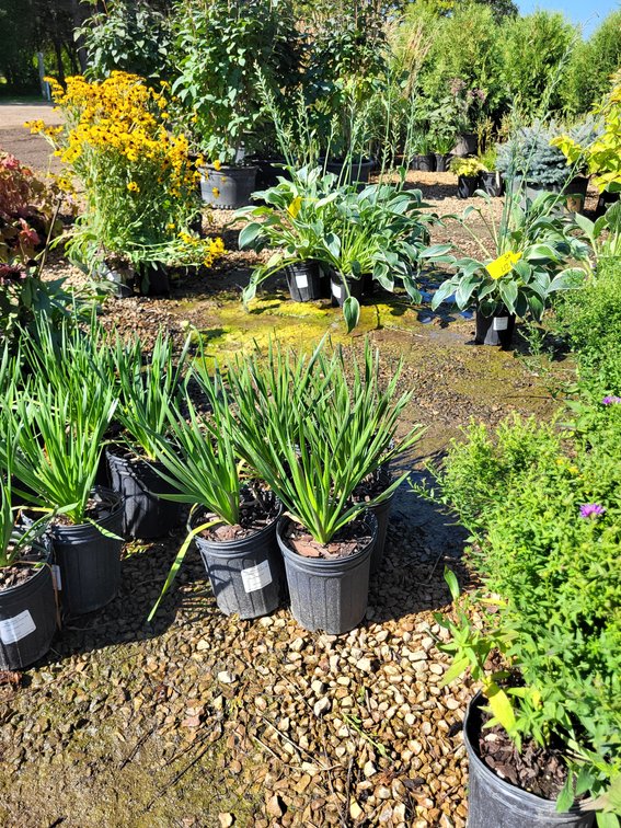 Millenium Ornamental Onion #1