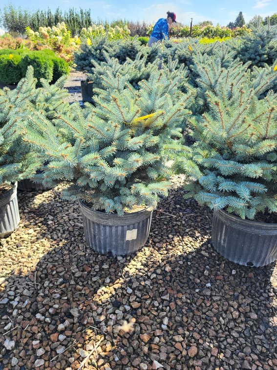Montgomery Spruce #5