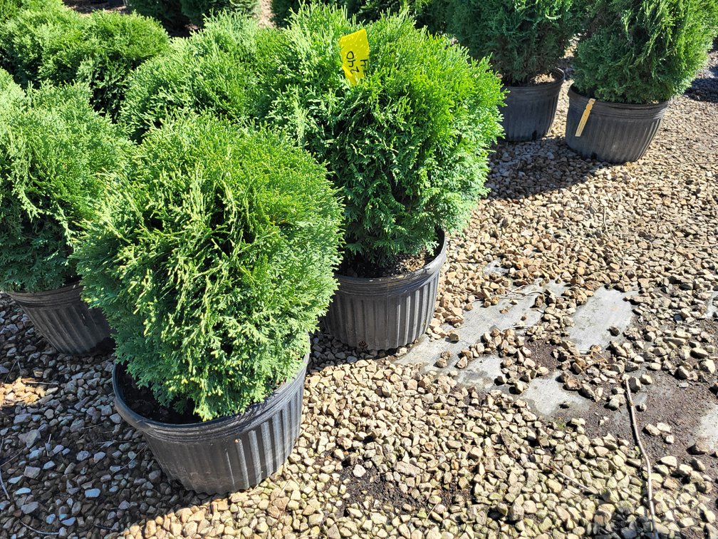 Hetz Midget Arborvitae #5