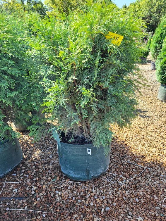 Woodward Globe Arborvitae #10