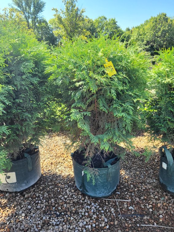 Woodward Globe Arborvitae #10
