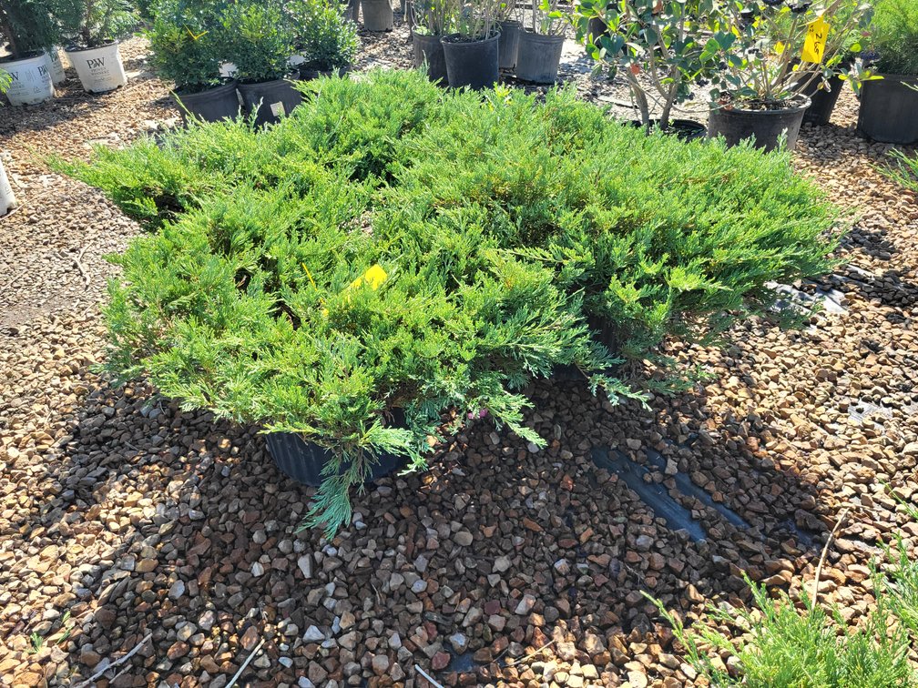 Andorra Juniper #5