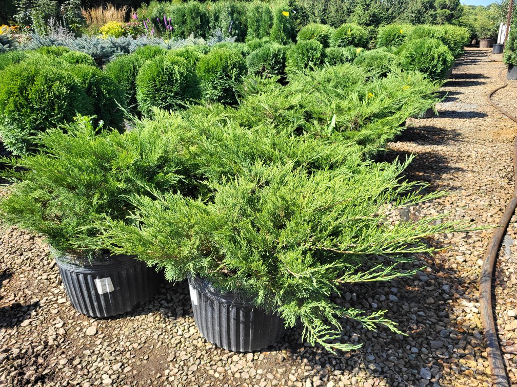 Arcadia Juniper #5