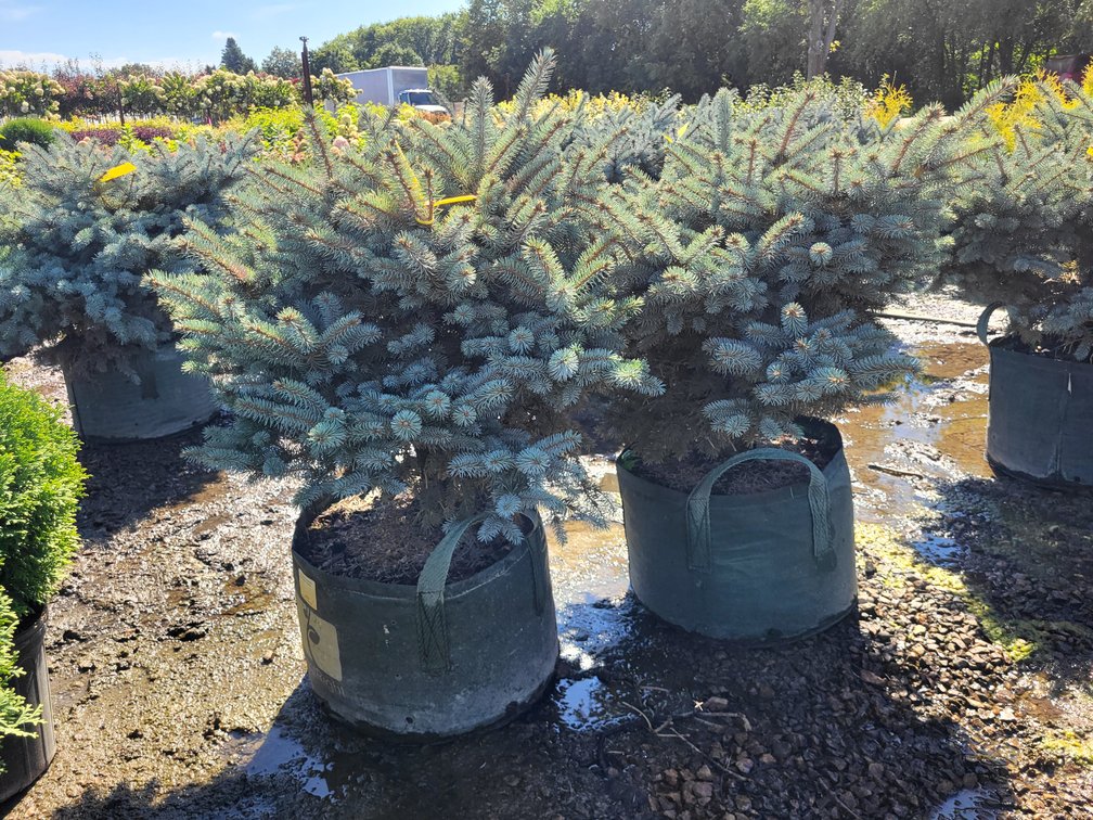 Montgomery Spruce #10