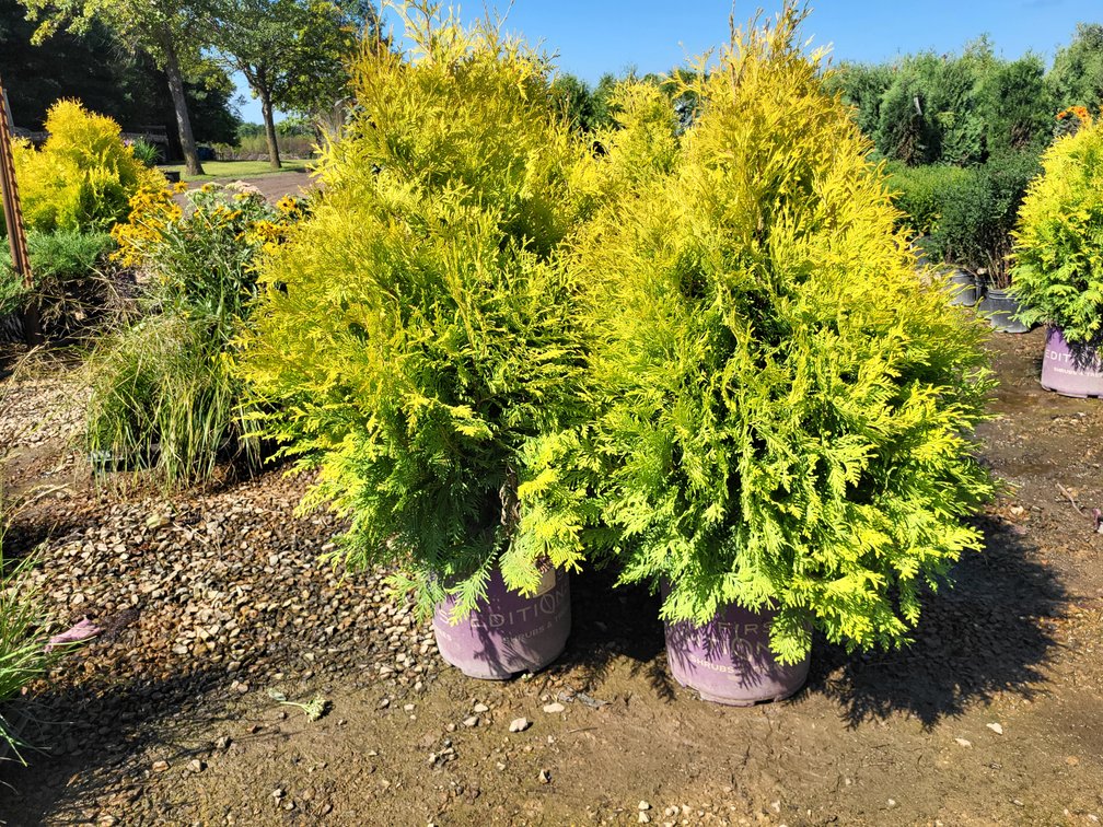 Lemon Burst Arborvitae FE#3