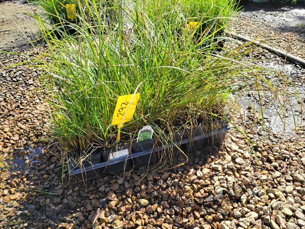 Gold Dew Tufted Hair Grass 4"