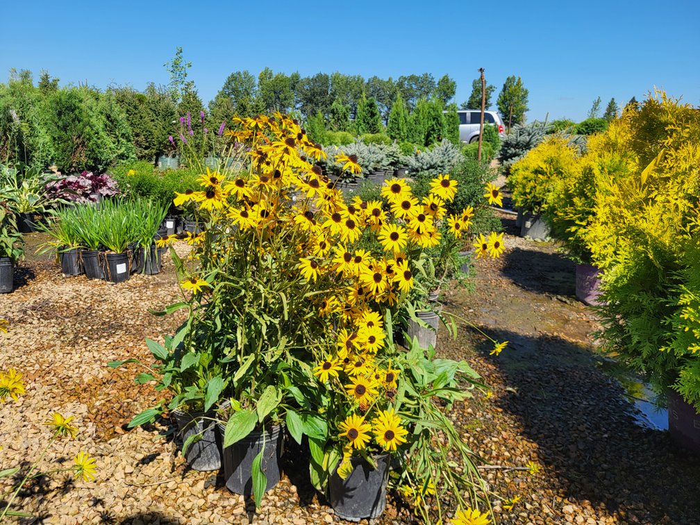 Viette's Little Suzy Rudbeckia #1