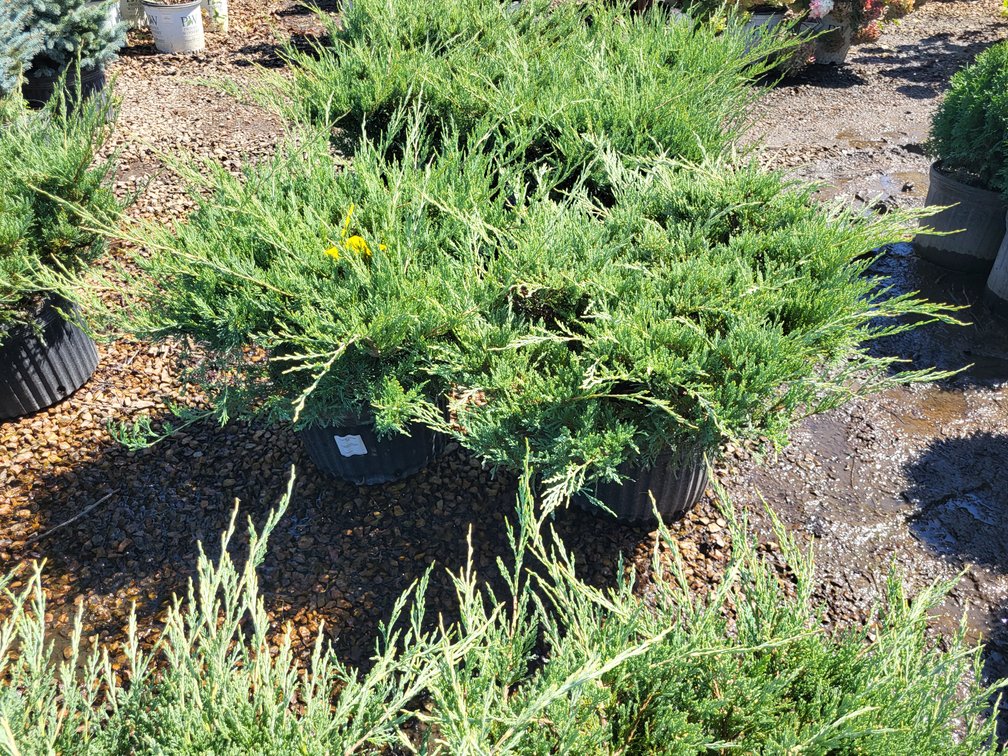 Hughes Juniper #5