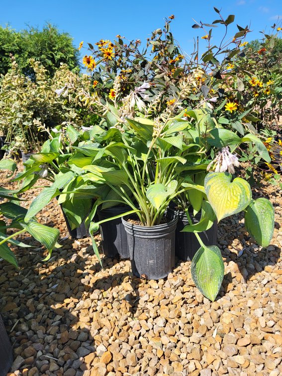 June Hosta #1