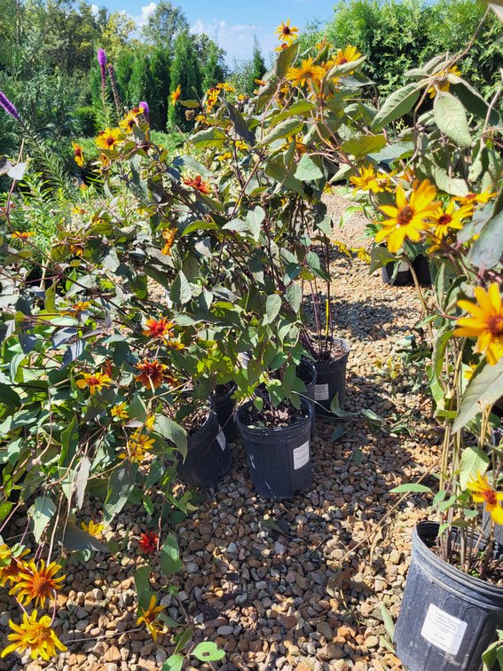 Scabra Burning Hearts False Sunflower #1
