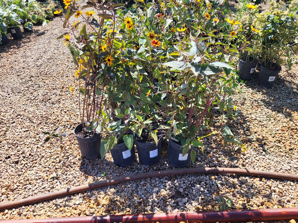 Scabra Burning Hearts False Sunflower #1