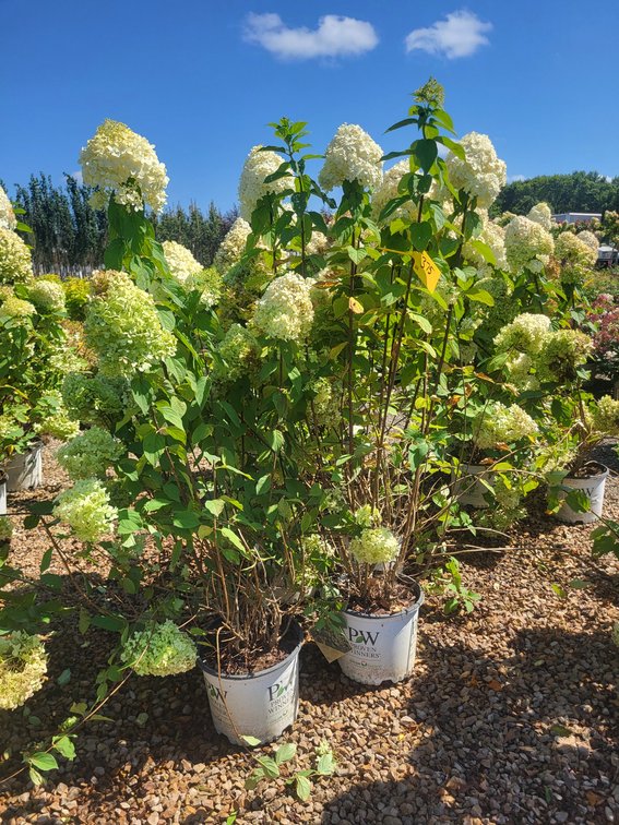 Limelight Hydrangea PW#3