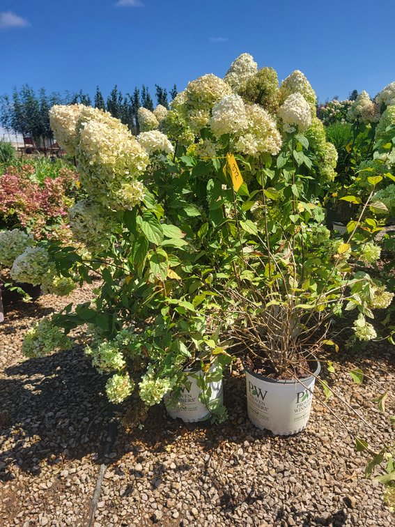 Limelight Hydrangea PW#3