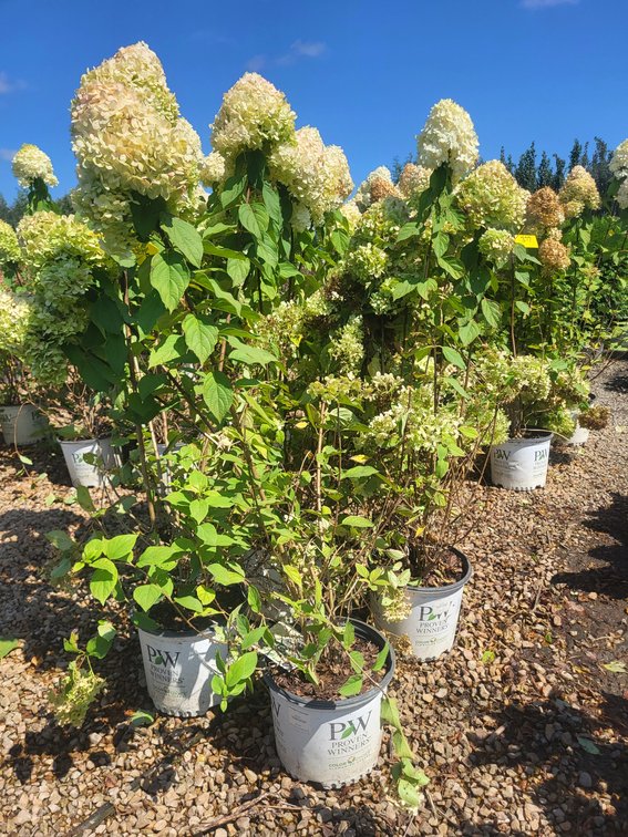 Limelight Hydrangea PW#3