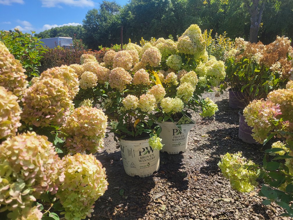 Little Lime Hydrangea PW#5