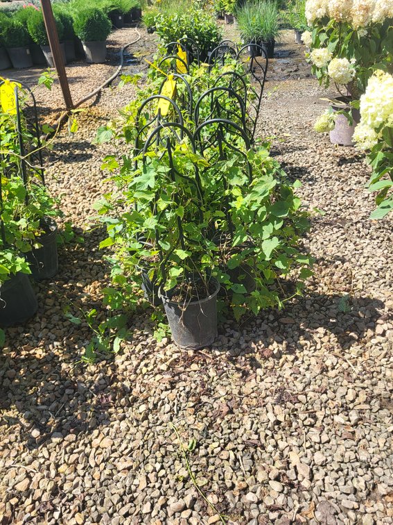 Nugget Hops #1