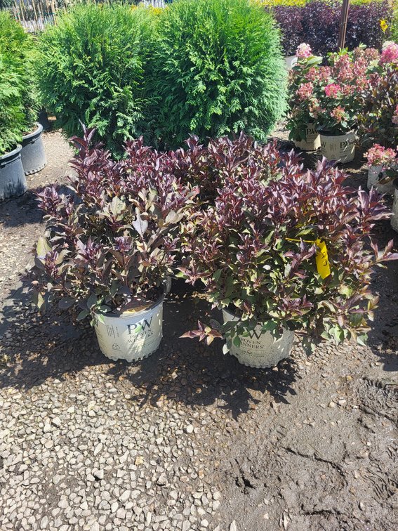 Wine & Roses Weigela PW#3