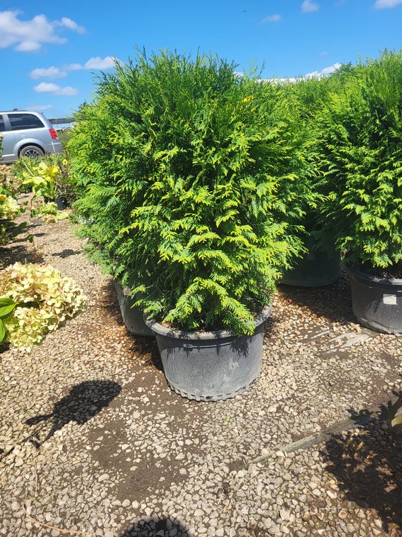 Woodward Globe Arborvitae #10