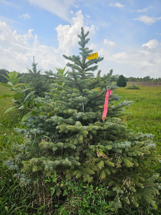 5' Colorado Blue Spruce