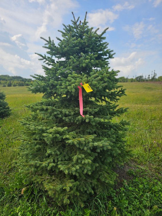 6' Black Hills Spruce