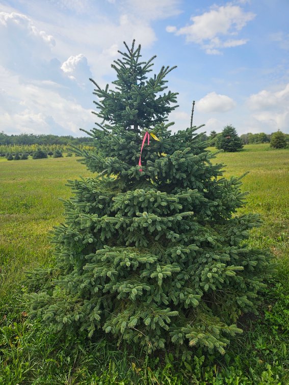 7' Black Hills Spruce
