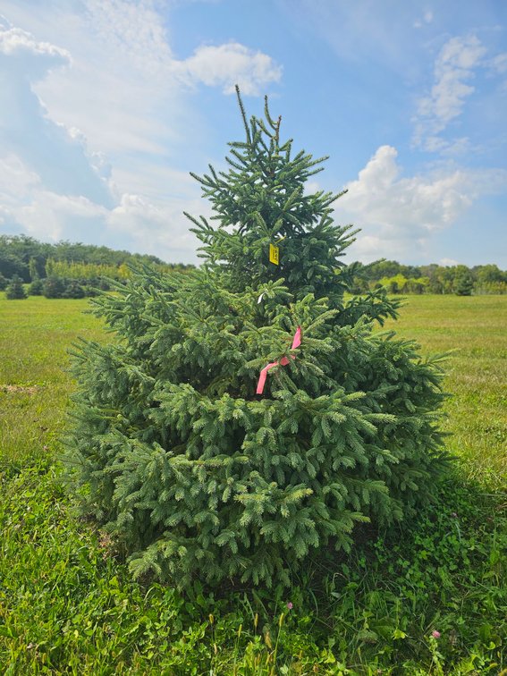 7' Black Hills Spruce
