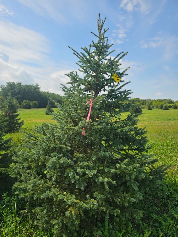 8' Black Hills Spruce