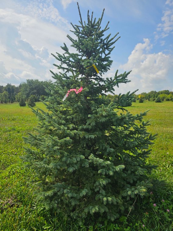 7' Black Hills Spruce