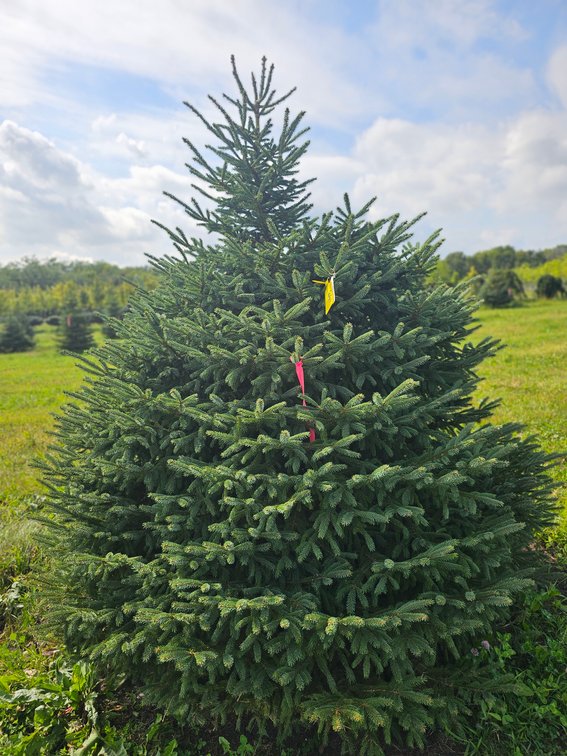 7' Black Hills Spruce