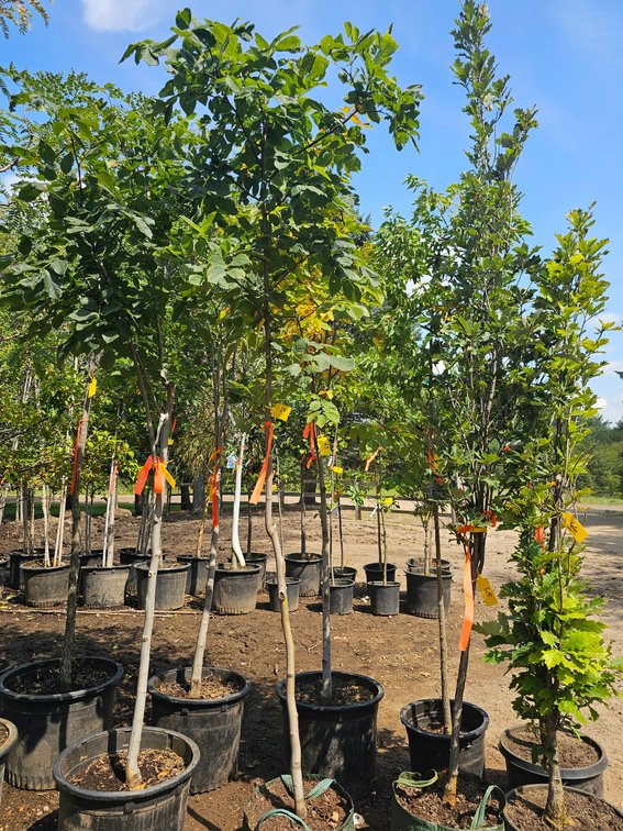 Yellowwood #10