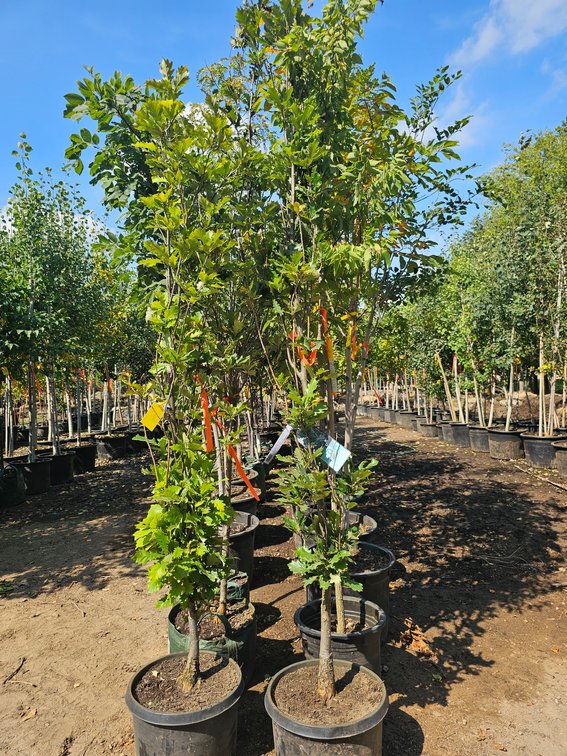 Kindred Spirit Oak #10