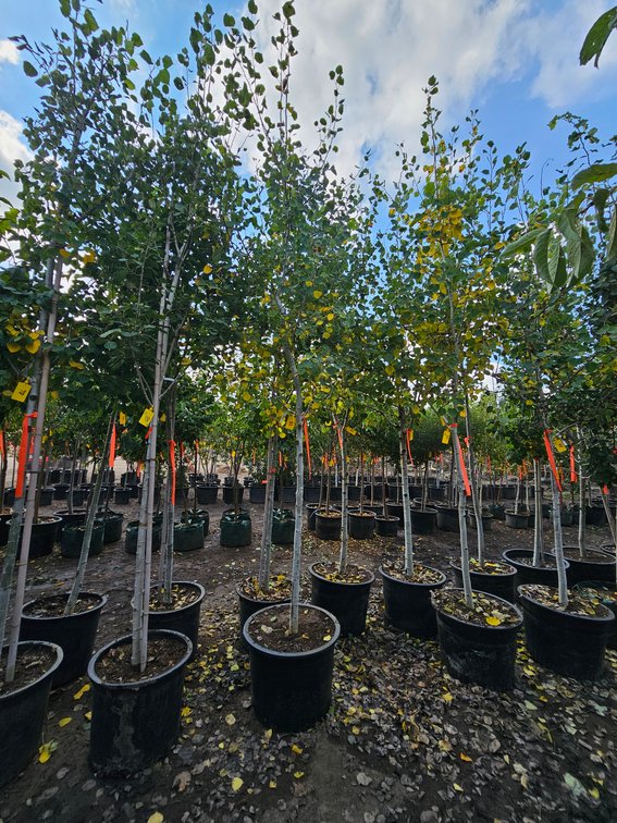 Quaking Aspen #25