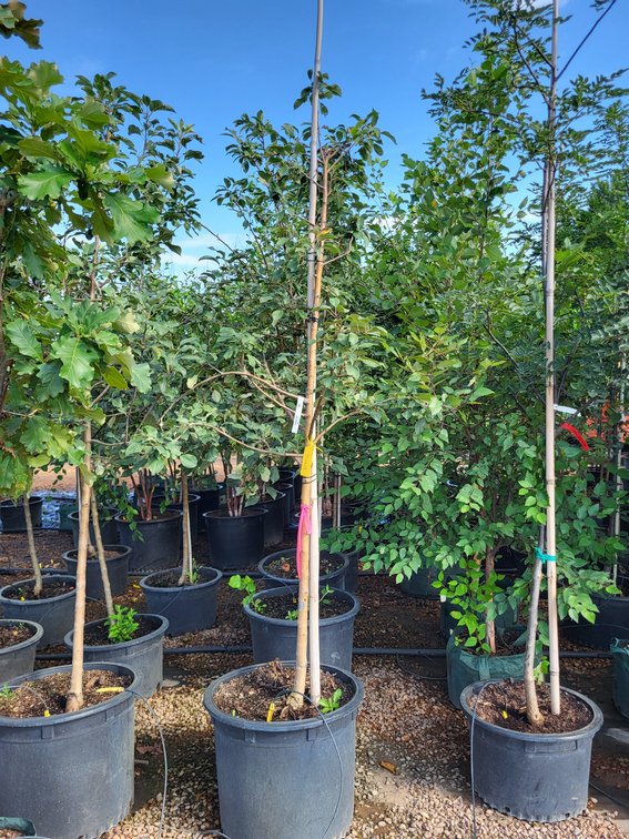 Haralred Apple Tree #10