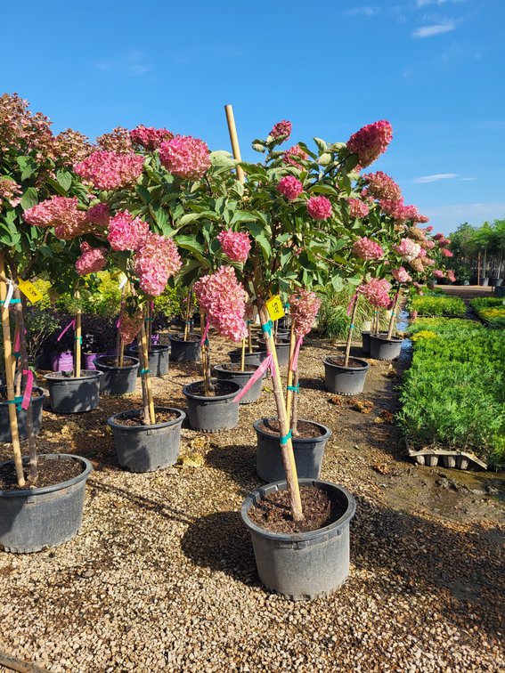 Berry White Hydrangea Tree Form #10