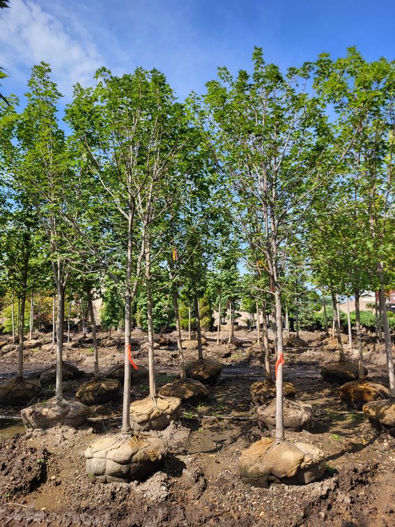 2.5" Fall Fiesta Sugar Maple