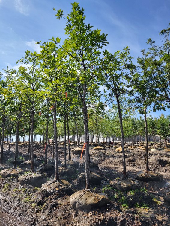 2.5" Swamp White Oak